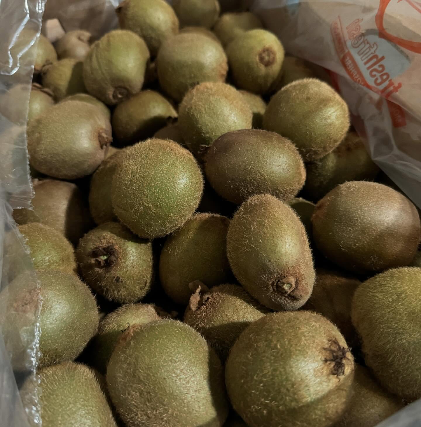 KIWI HAYWARD 2